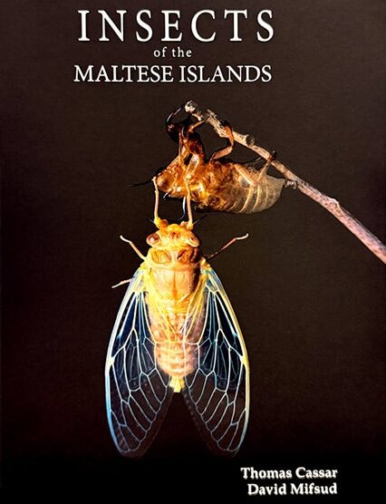 Insects Of The Maltese Islands