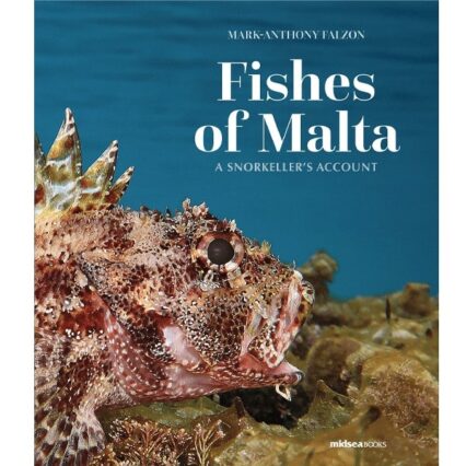 Fishes Of Malta - A Snorkeller's Account
