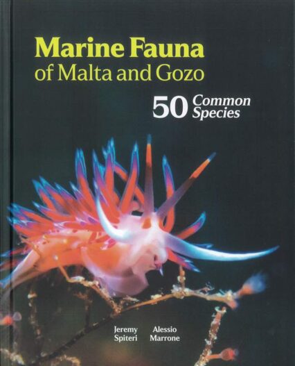 Marine Fauna Of Malta And Gozo: 50 Common Species